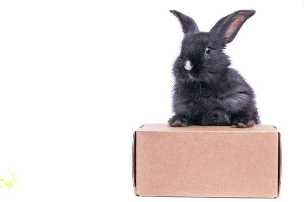 Schwarzes Kaninchen in einer Box isoliert auf weißem Hintergrund. — Stockfoto