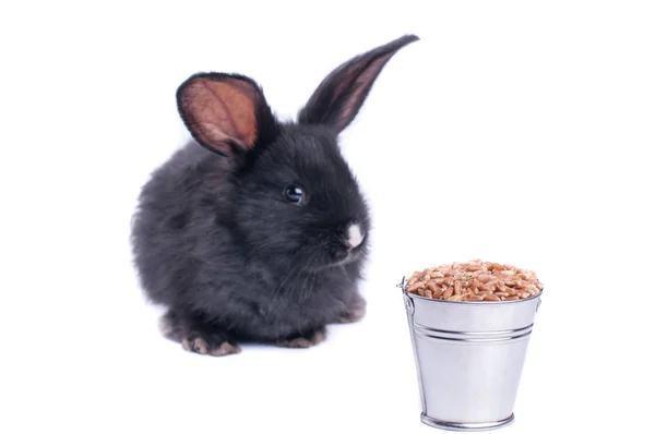 Nahaufnahme von niedlichen schwarzen Kaninchen mit weißem Hintergrund — Stockfoto