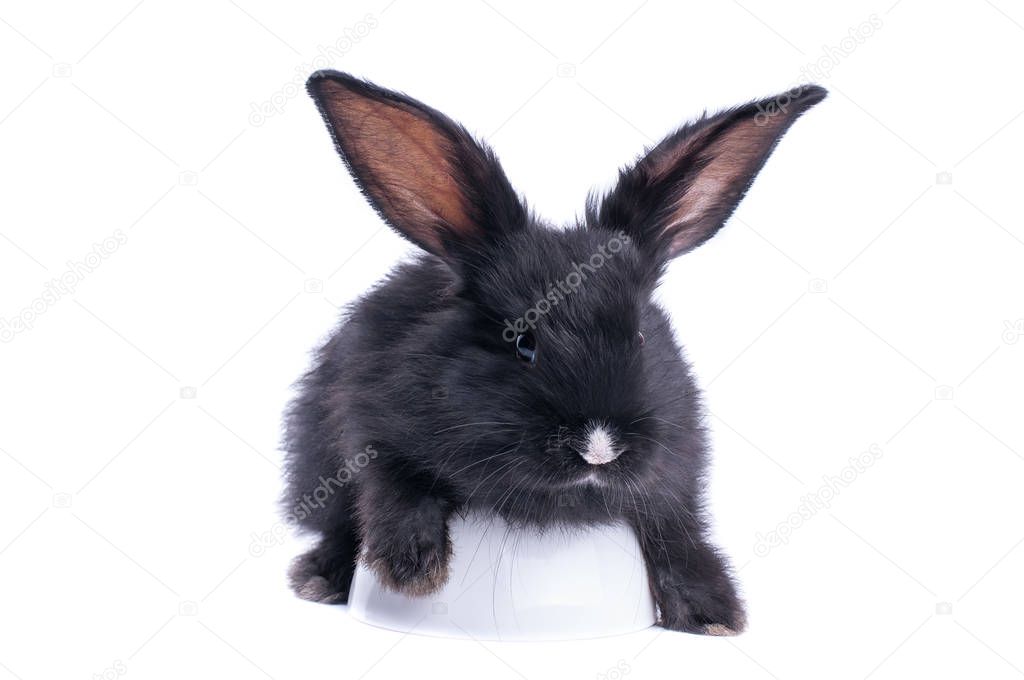 Black rabbit in front of white background