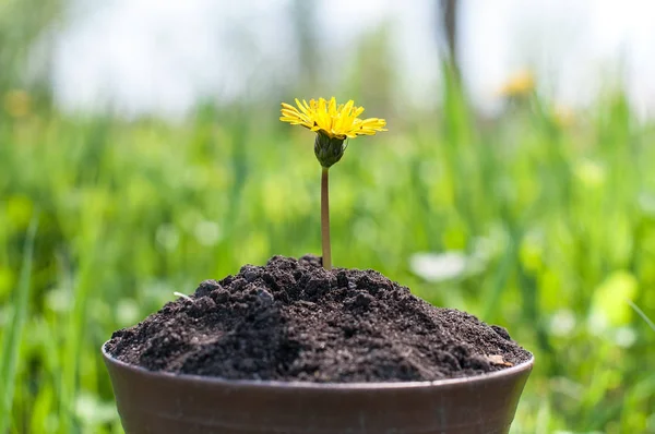 The seedling are growing from the rich soil to the morning sunlight that is shining, ecology concept — Stock Photo, Image