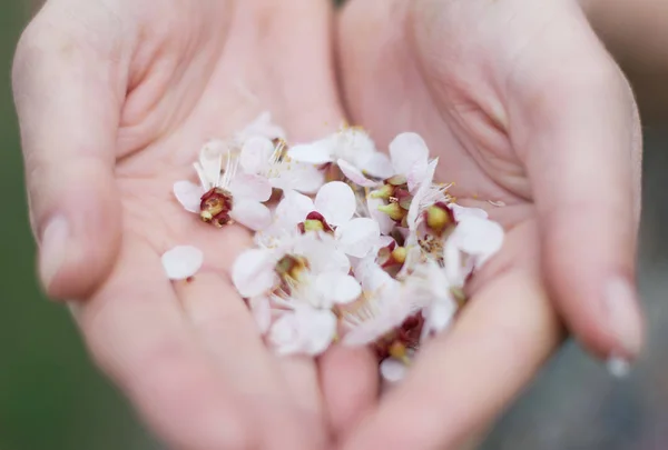 Sakura flor o cereza en el parque. Manos femeninas en flores Sakuryu. Sakura es un jardín floreciente . — Foto de Stock