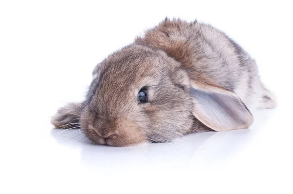 Geïsoleerde beeld van een bruin konijn — Stockfoto