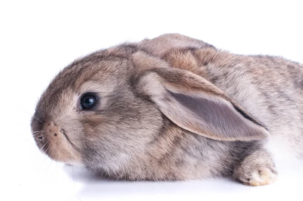 Isolated image of a brown bunny rabbit — Stock Photo, Image