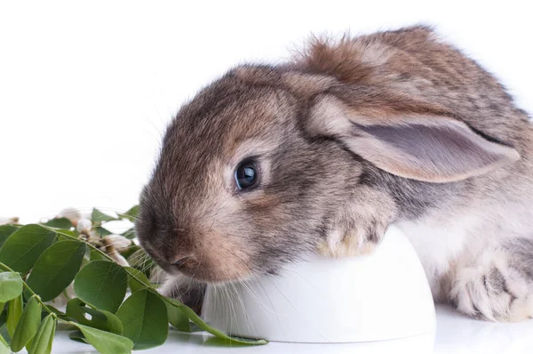 Imagen aislada de un conejo marrón — Foto de Stock