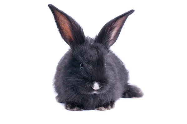 白い背景の前で黒いウサギ — ストック写真