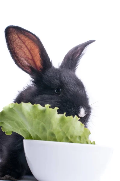 Close-up of cute black rabbit eating green salad — Stock Photo, Image