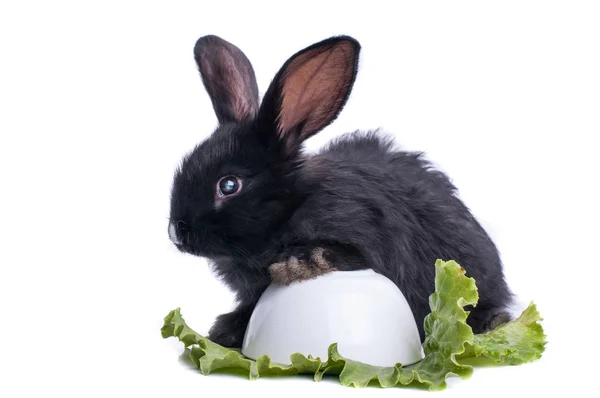 Nahaufnahme von niedlichen schwarzen Kaninchen, die grünen Salat essen — Stockfoto
