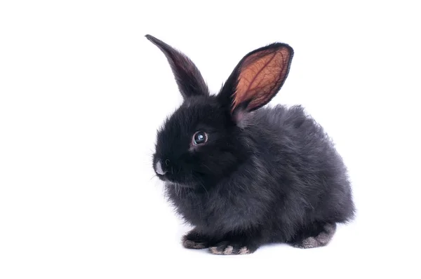 Conejo Negro Delante Fondo Blanco Aislado — Foto de Stock