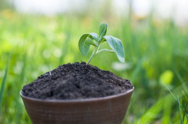 Tohumlar zengin topraktan parlayan güneş ışığına kadar büyüyorlar, ekoloji kavramı..