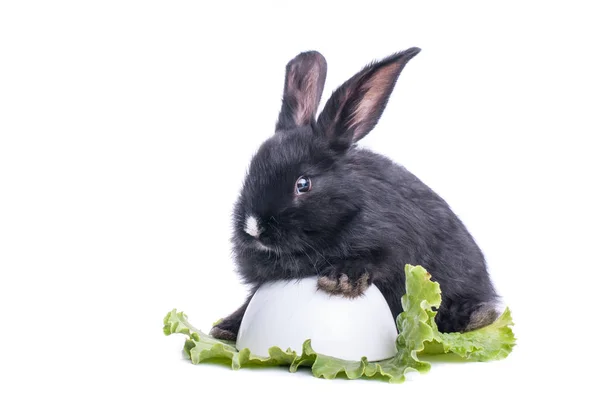 Nahaufnahme Eines Niedlichen Schwarzen Kaninchens Das Grünen Salat Isst Isoliert — Stockfoto