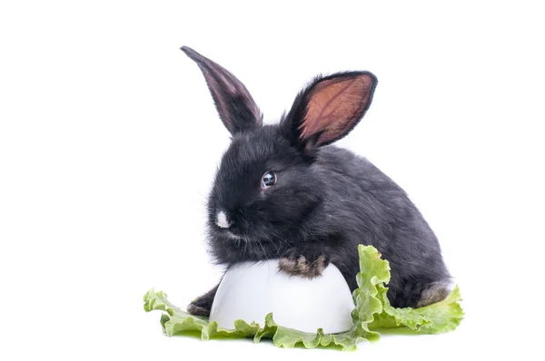 Gros Plan Mignon Lapin Noir Mangeant Salade Verte Isolé — Photo
