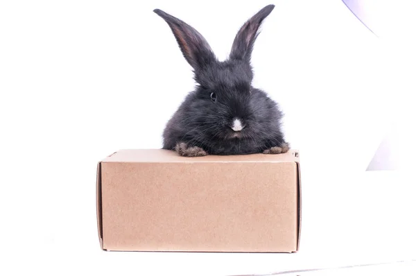 Conejo Negro Una Caja Aislada Sobre Fondo Blanco — Foto de Stock