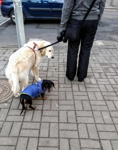 Pessoa Andando Uma Rua Com Dois Cães Animais Estimação — Fotografia de Stock