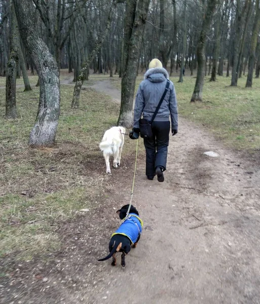 在公园里带着两只狗和宠物散步的人 — 图库照片