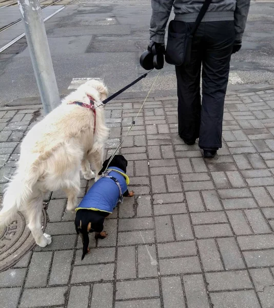 Pessoa Andando Uma Rua Com Dois Cães Animais Estimação — Fotografia de Stock