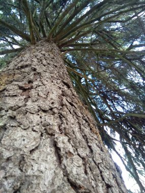 Kabuk köknar ağacı ve ağaç dokusu arkaplanı