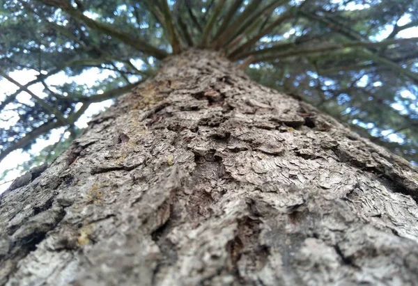 Bark Fir Tree Branch Texture Background — Stock Photo, Image