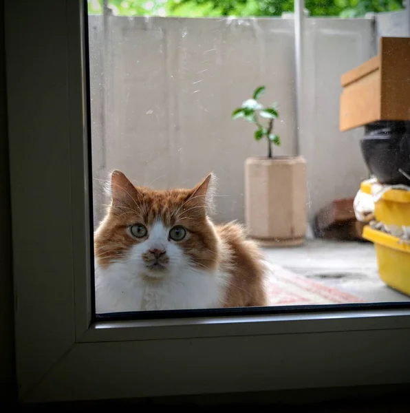 Chat Assoit Regarde Fenêtre Fermée Balcon — Photo