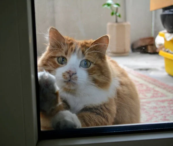 Cat Sits Looks Closed Balcony Window — Stock Photo, Image