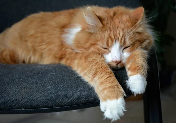 Gato Rojo Mascota Divertido Retrato Durmiendo Casa —  Fotos de Stock