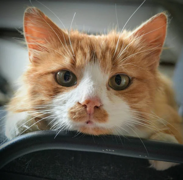 Red Cat Pet Looking Beautiful Portrait — Stock Photo, Image