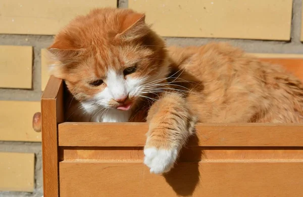 Rote Katze Ruht Holzkiste Lustiges Porträt Sonnenlicht — Stockfoto