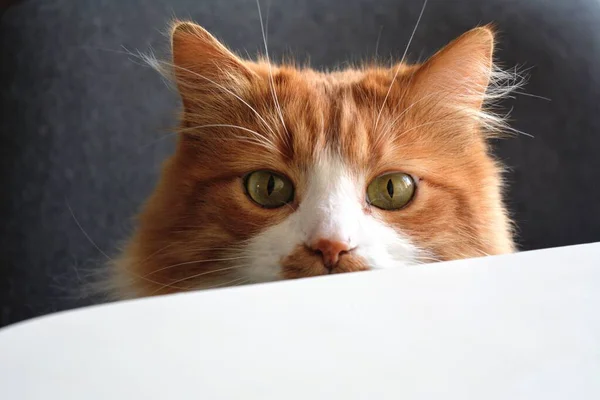 Retrato Gato Rojo Mirando Sobre Fondo Mesa — Foto de Stock