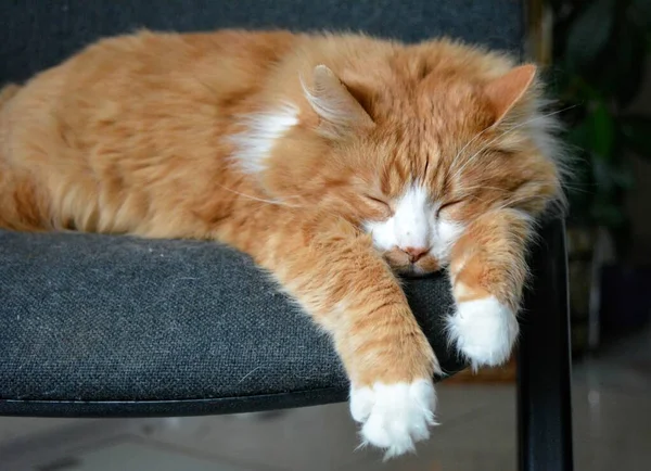 レッド猫ペット面白いです肖像家で寝て ストック写真