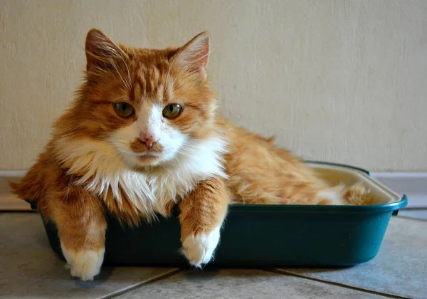 Chat Rouge Animal Drôle Portrait Reposant Maison Dans Boîte — Photo