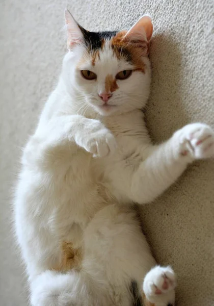 Gato Blanco Mascota Divertido Retrato Acostado Casa — Foto de Stock