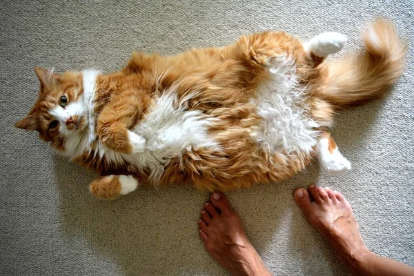 Animal Estimação Gato Vermelho Engraçado Deitado Suas Costas Pernas Femininas — Fotografia de Stock