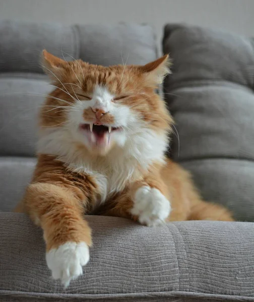 Rote Katze Haustier Lustiges Porträt Gähnt Und Ruht Hause — Stockfoto