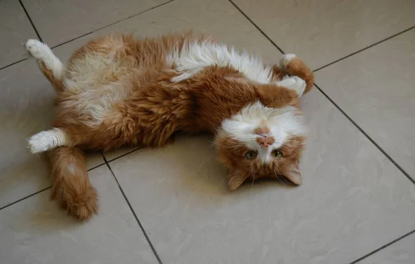Gato Rojo Mascota Divertido Acostado Vista Superior Fondo — Foto de Stock
