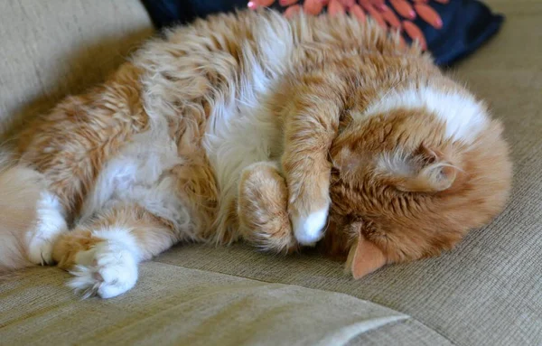 Kızıl Kedi Evde Uyuyan Komik Bir Portre — Stok fotoğraf