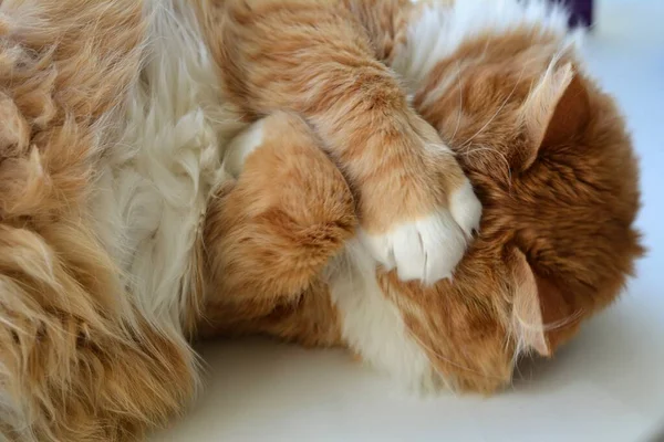 Red Gato Pet Engraçado Retrato Dormindo Casa — Fotografia de Stock