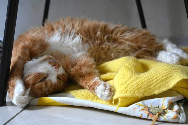 Czerwony Kot Zwierzę Zabawny Portret Śpi Domu — Zdjęcie stockowe