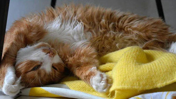 Gato Rojo Mascota Divertido Retrato Durmiendo Casa — Foto de Stock