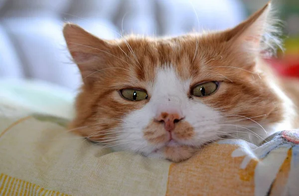 Gato Rojo Mascota Hermoso Retrato Casa — Foto de Stock