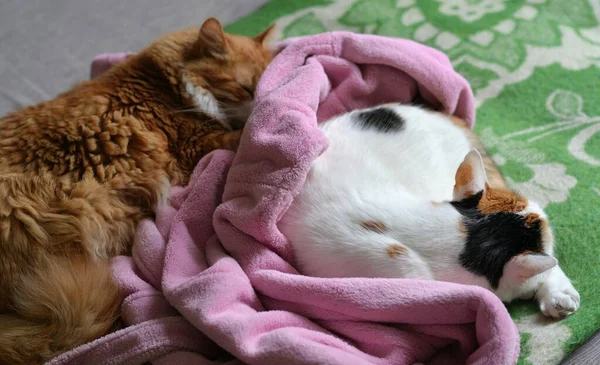 Dua Kucing Peliharaan Tidur Rumah — Stok Foto