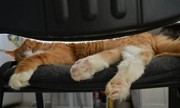 Red Gato Animal Engraçado Dormindo Casa — Fotografia de Stock