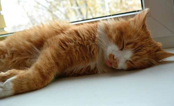 Gato Rojo Mascota Divertido Retrato Durmiendo Casa Ventana — Foto de Stock