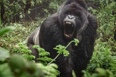 Silverback mountain gorilla in the misty forest opening mouth clipart