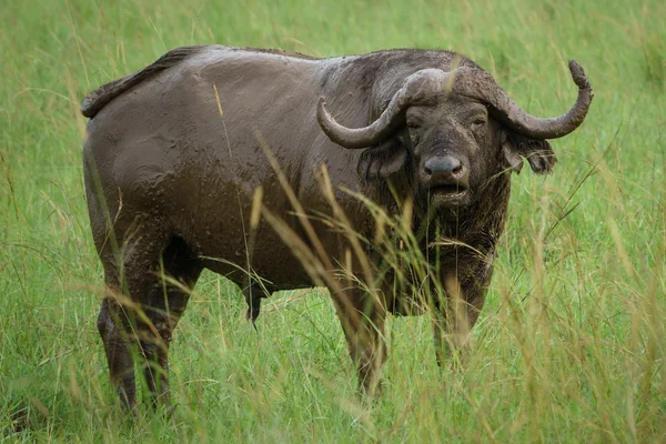 Buffalo v poli s bahnem — Stock fotografie