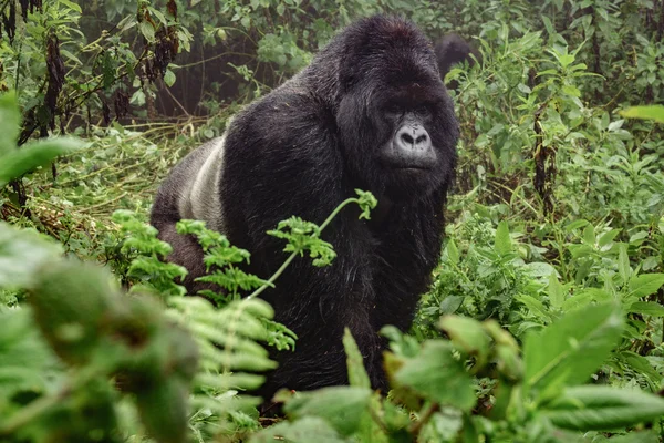 Silverback Bergsgorilla i dimmiga skogen — Stockfoto