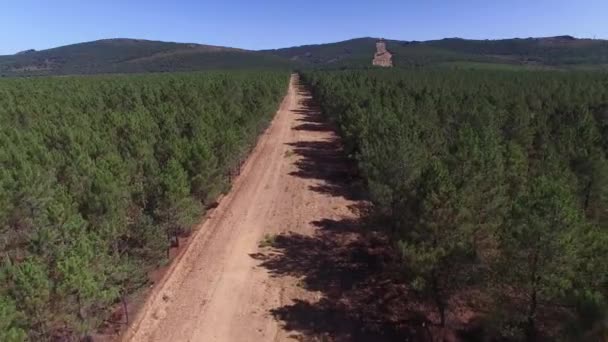 Voler au-dessus d'un coupe-feu avec une forêt de pins — Video
