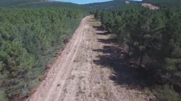 Volando sobre el cortafuegos con bosque de pinos — Vídeo de stock