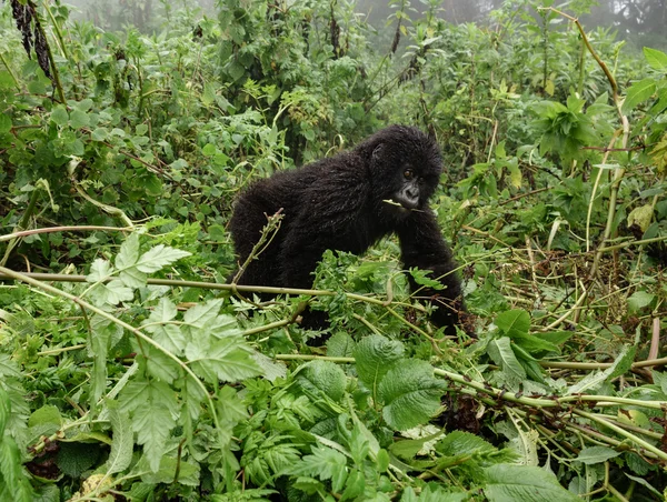 Mencium gorila gunung di hutan — Stok Foto