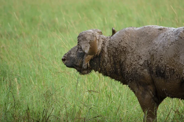 Buffalo v poli s blátem, boční pohled — Stock fotografie