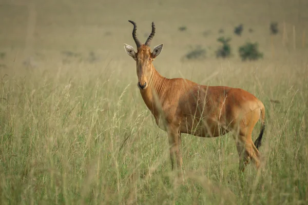 Hartebeest - Alcelaphus buselaphus w Kidepo w Ugandzie — Zdjęcie stockowe