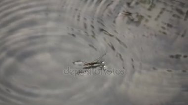 Simms'in lacustris süper yavaş hareket